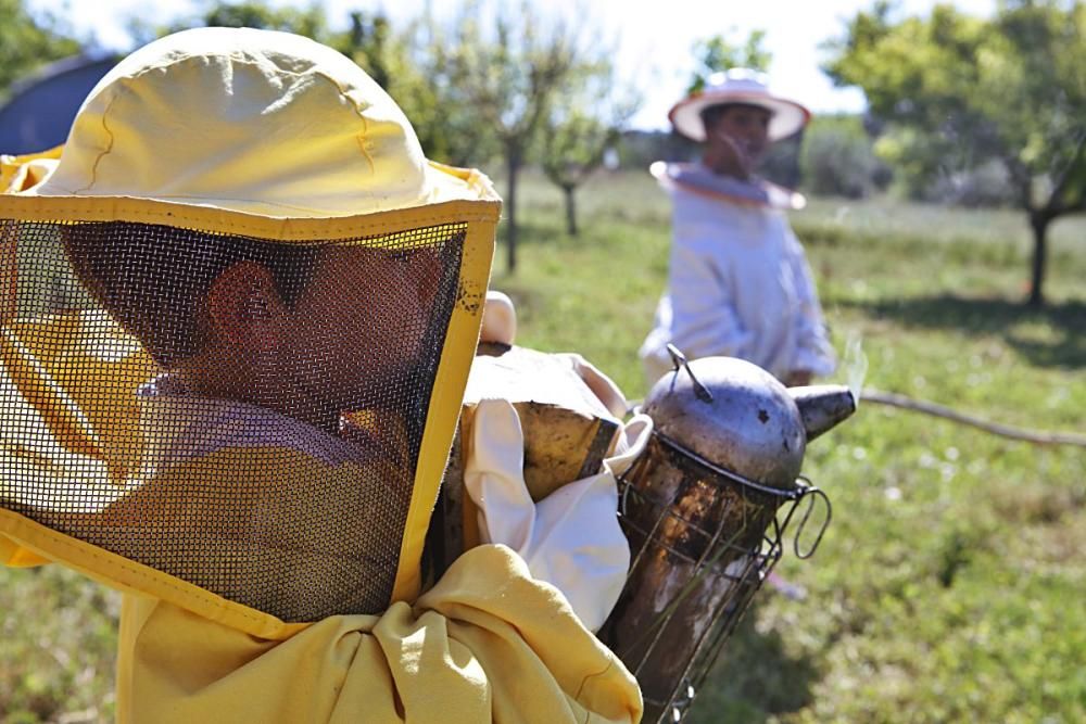 Der Regen im Mai hat den Pflanzen einen zweiten Frühling und den Bienen Pollen sowie Nektar beschert. Der Imker Gori Lladó umsorgt sie und experimentiert mit ökologischen Methoden und neuen Formen für