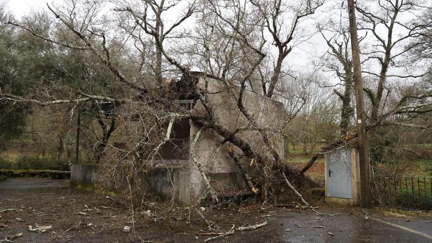 Un árbol derribado por el viento destroza el palco de Alba y corta el Camiño Portugués