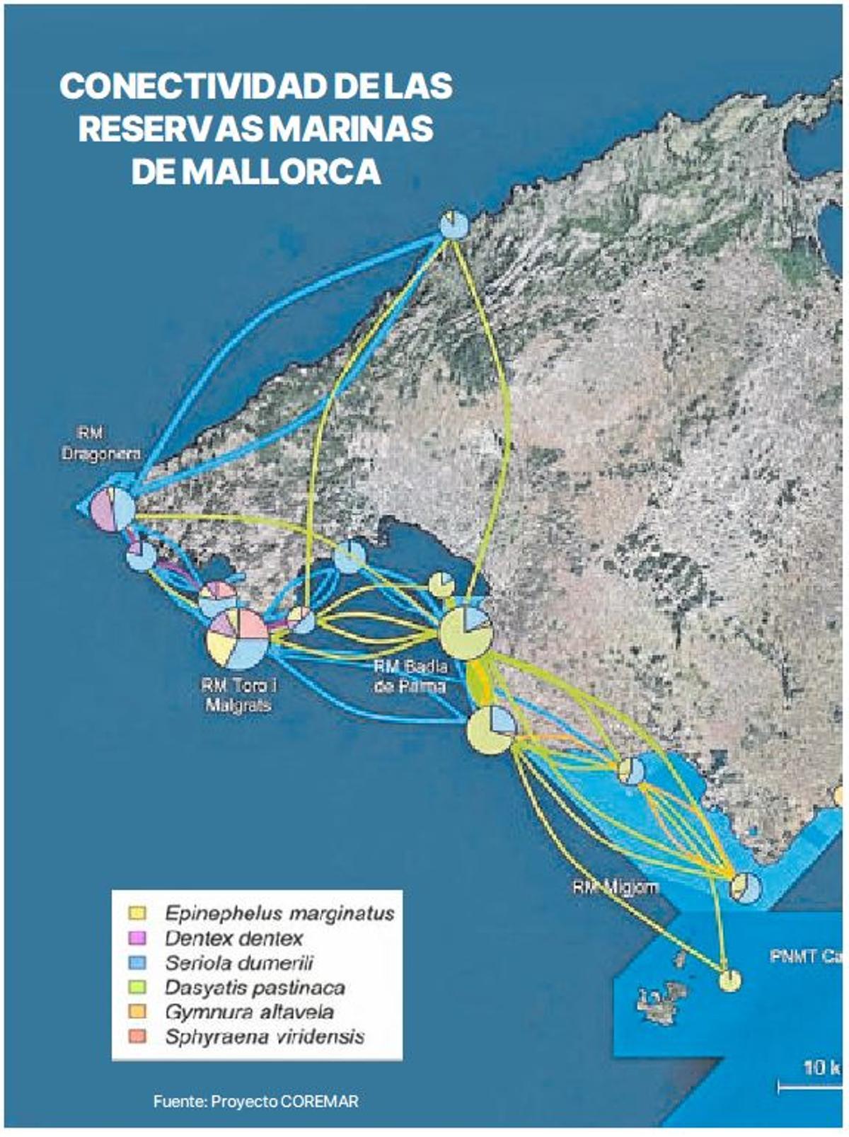 Conectividad de las reservas marinas de Mallorca