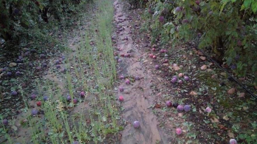 2.600 hectáreas de cultivo se han visto afectadas por las tormentas