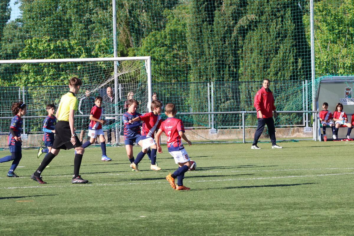 Partido benjamín.
