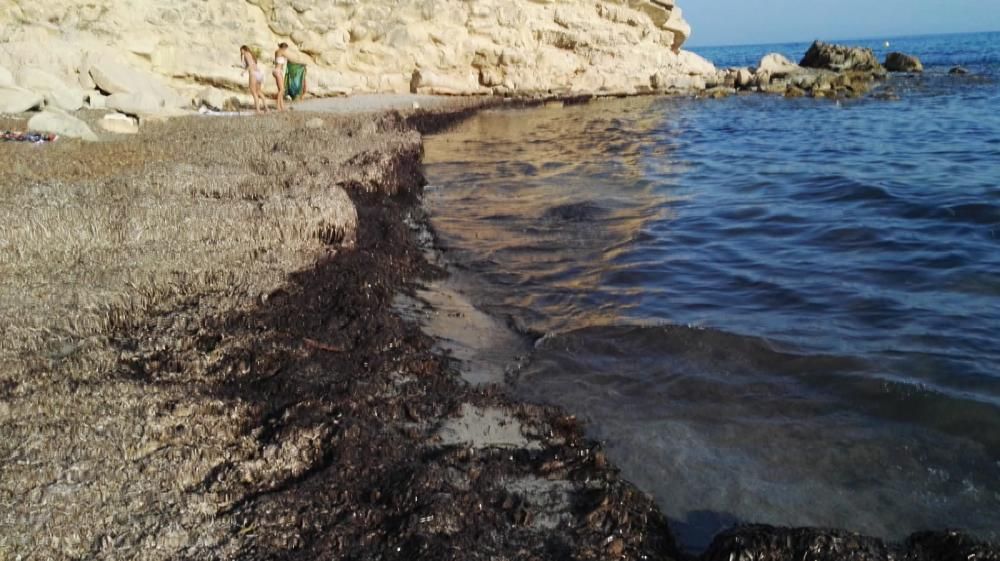 Las playas de la Coveta Fumà, llenas de algas