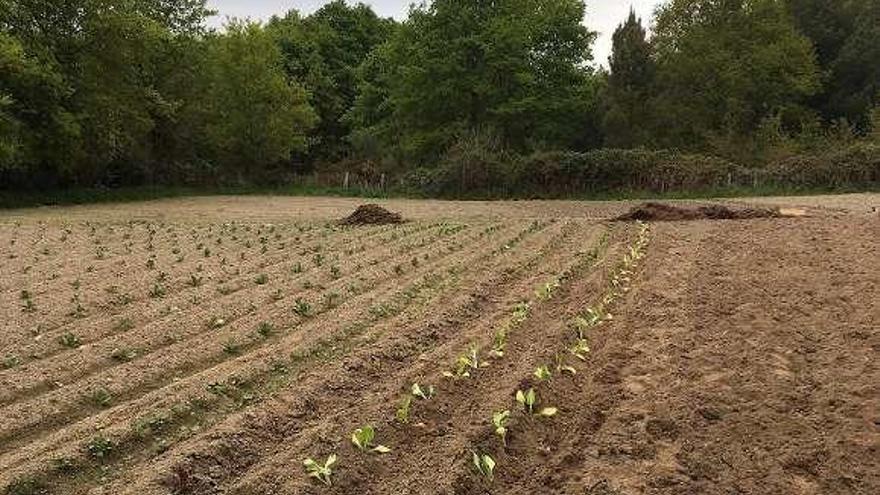 Cultivo ecológico con uso de compost. // FdV