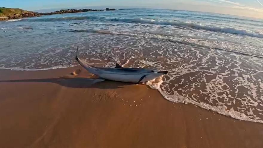 Un surfero rescata a una madre y una cría de delfín que estaban varados en el Arenal de Moris (Caravia)