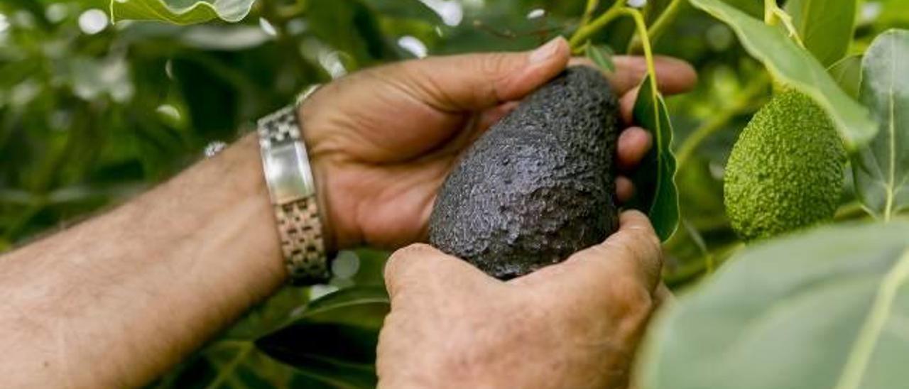 El furor por el aguacate que se vive en zonas como Callosa d&#039;en Sarrià hace que este árbol esté empezando a desplazar, en muchas fincas, incuso al níspero.