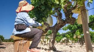 La uva del Vinalopó cierra una "buena" campaña a la espera de la Nochevieja