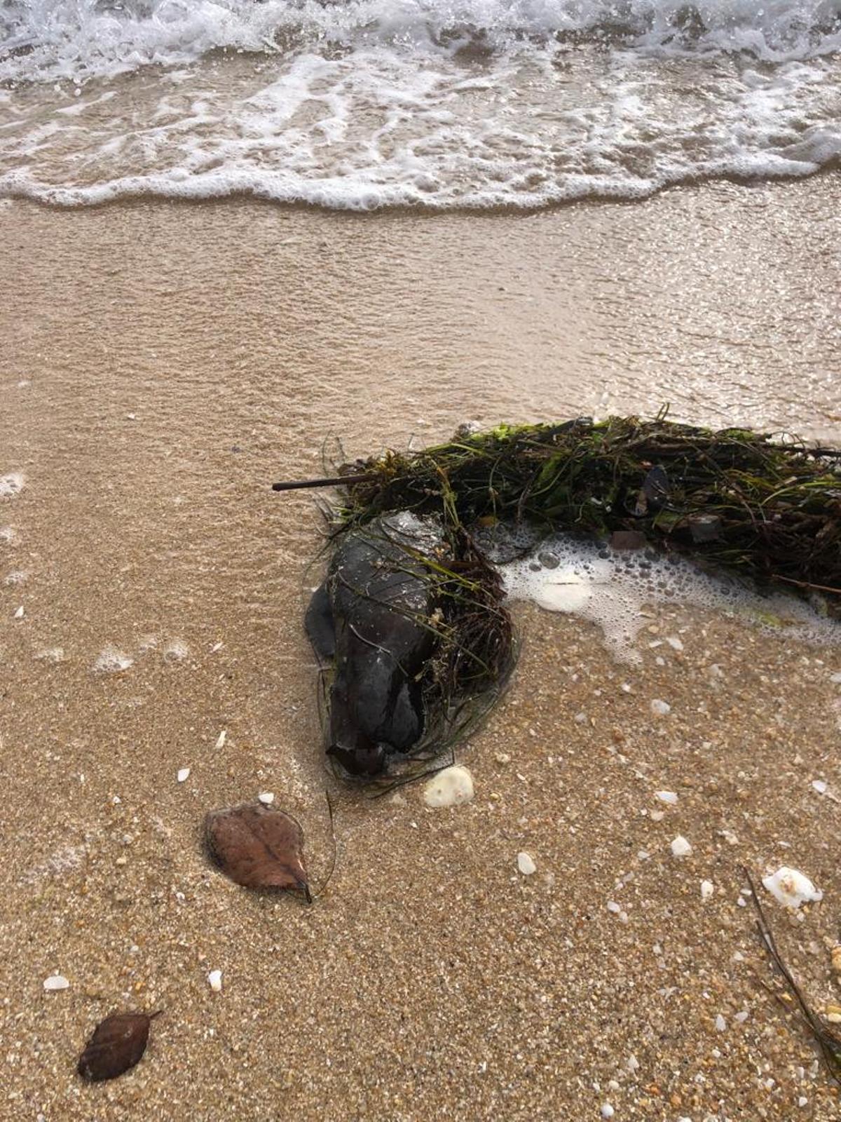 Una de las babosas de mar que han sido encontradas varadas en las playas de Cabo da Cruz, en Boiro