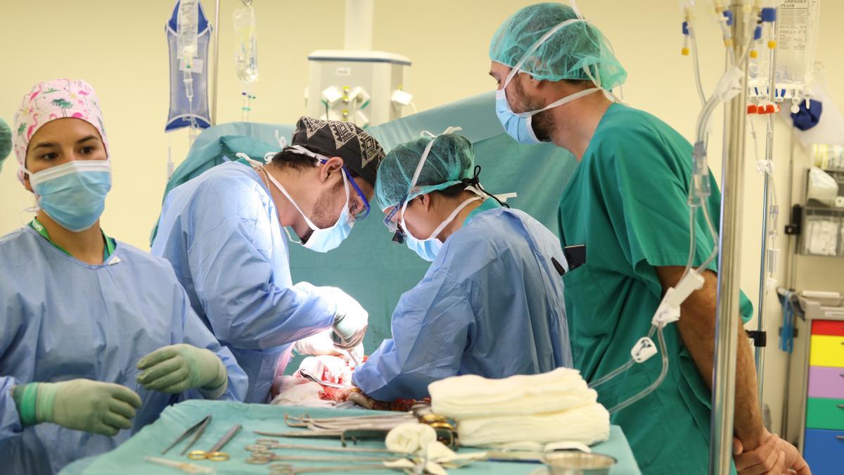 Profesionales de los hospitales Vall d’Hebron y Can Misses, en una extracción de órganos en 2018.