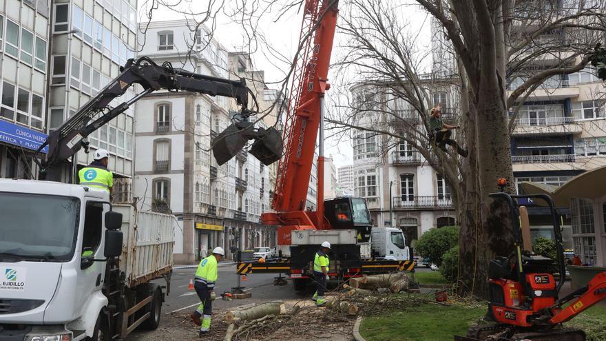 Talan uno de los álamos de la plaza de Ourense por riesgo de caída