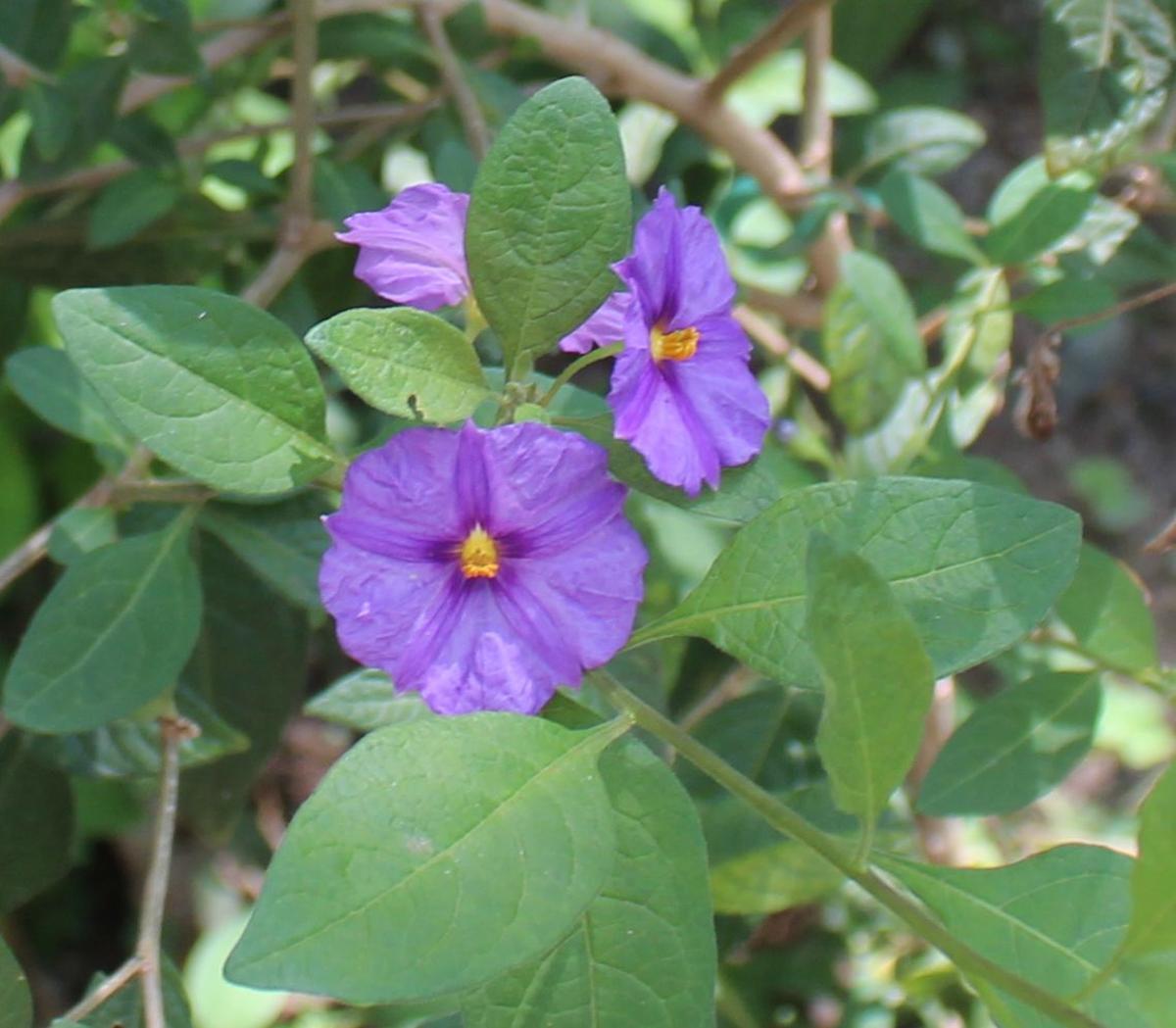 Convolvulus sabatius.