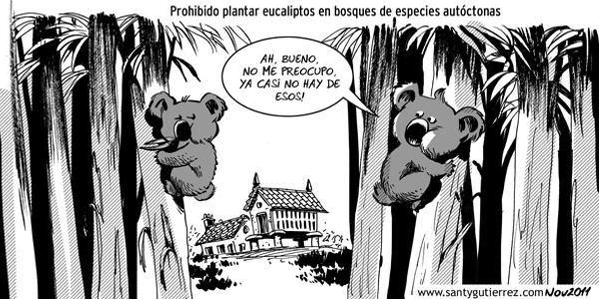 Las plantaciones de eucaliptos se duplicaron en los últimos 15 años