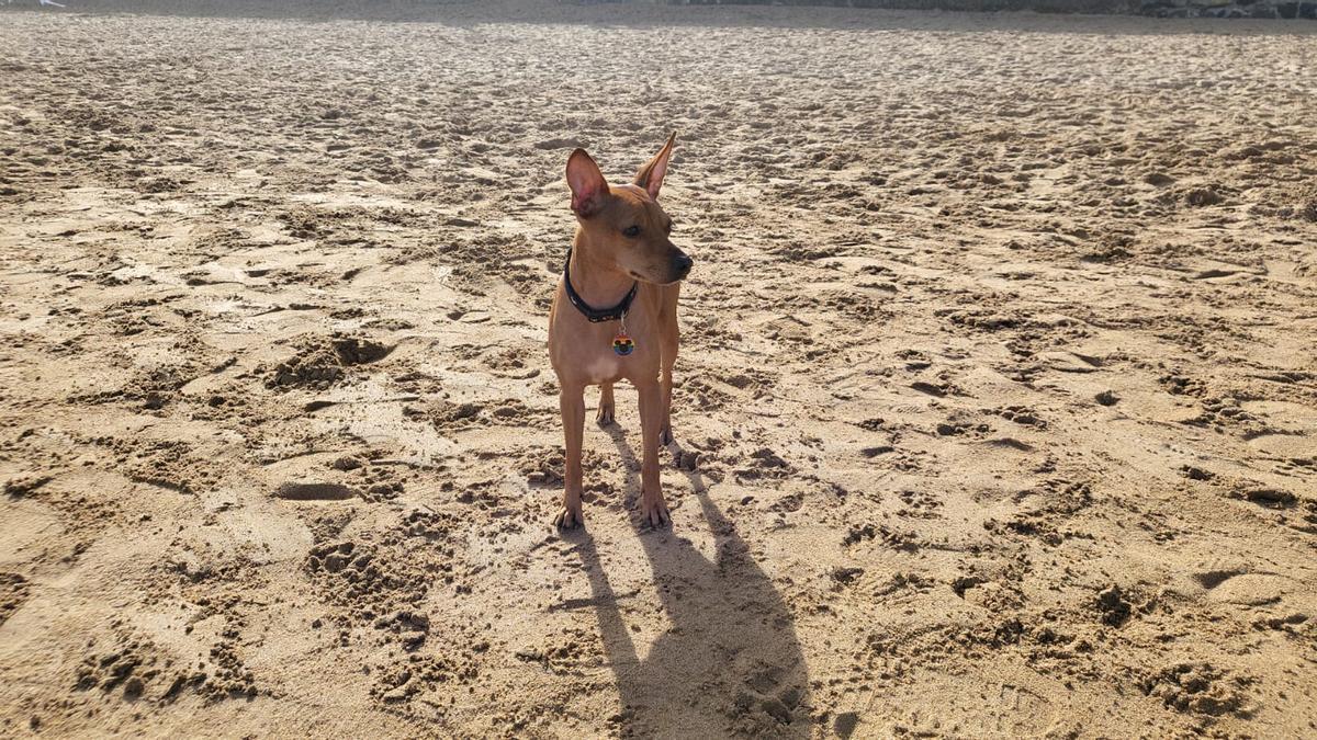 Un perro en la playa.