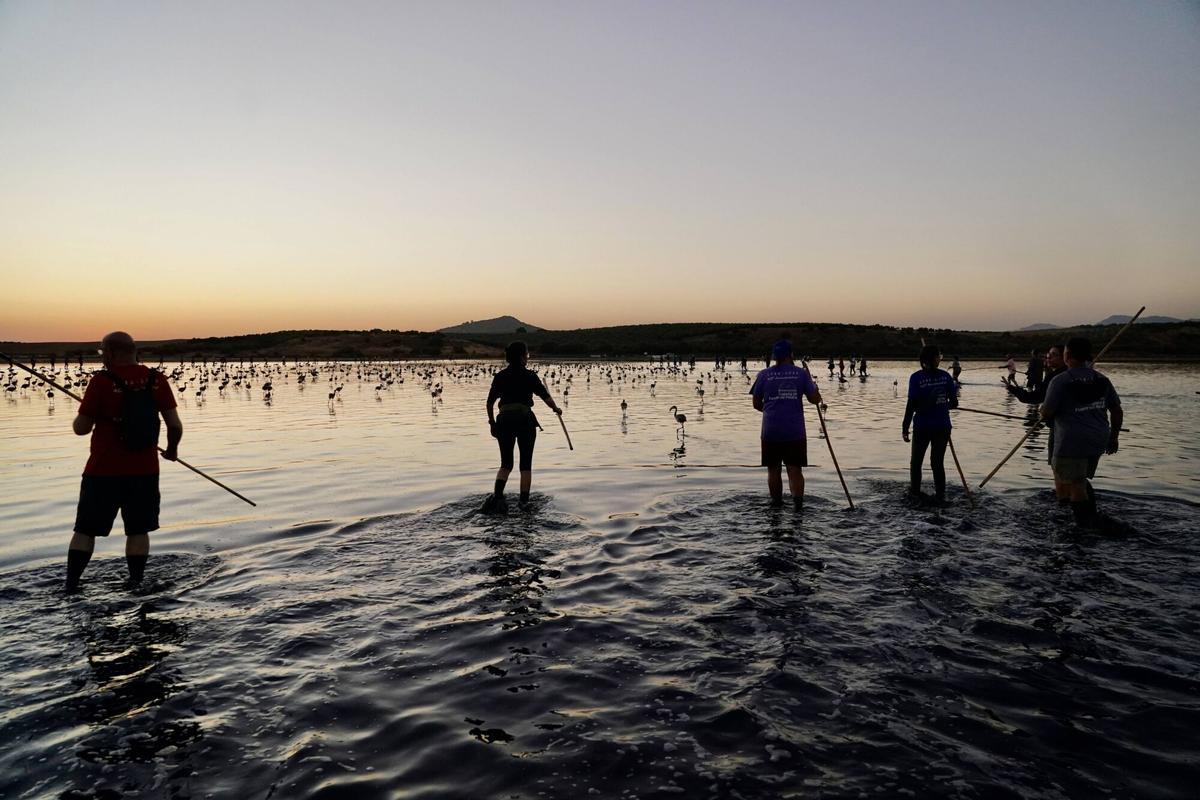 Mas de 400 voluntarios asisten al anillamiento de pollos de flamencos en la Laguna de Fuente de Piedra
