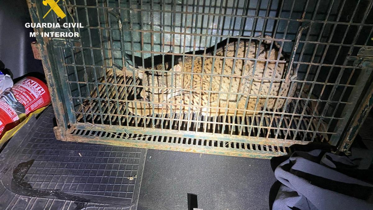 Ejemplar de lince ibérico rescatado por el Seprona en Lora del Río