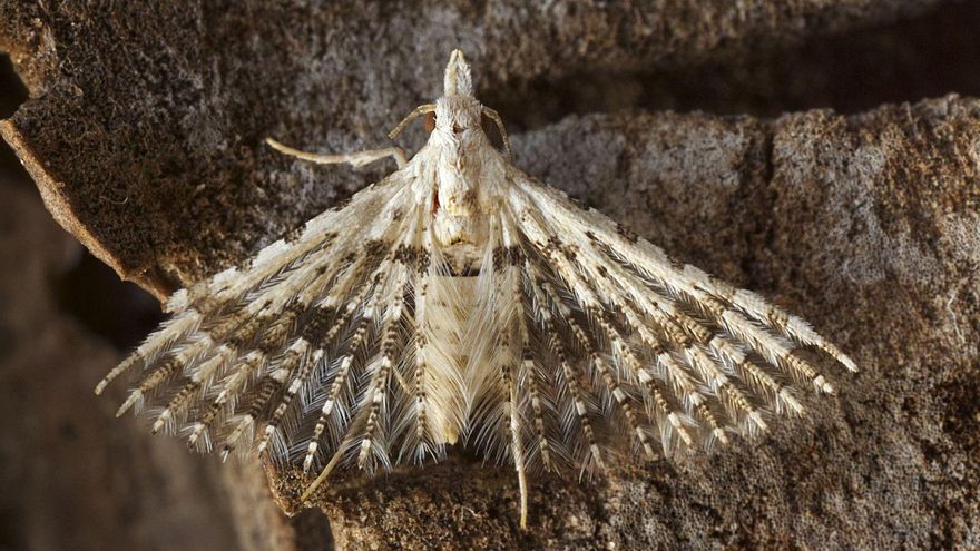 Polilla fotografiada en Sant Joan.