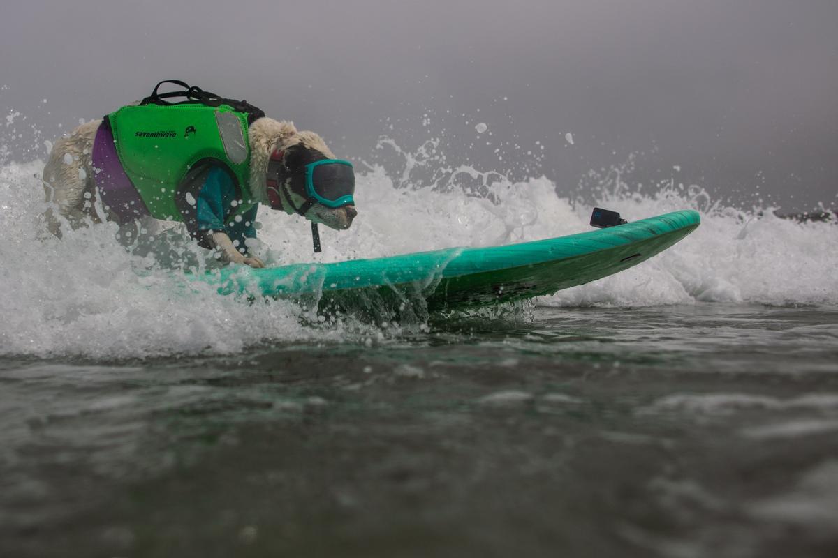 Hicieron un torneo de perros surfistas en California