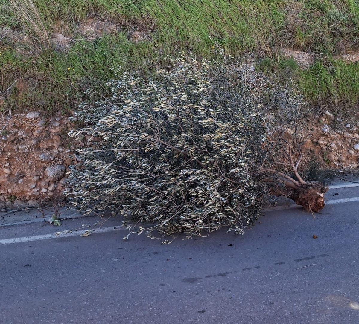 Incidencias por el viento en Torreblanca. Incidencias por el viento en Torreblanca.