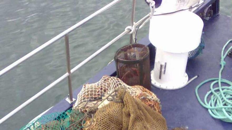 Centollas decomisadas por Gardacostas en un operativo.