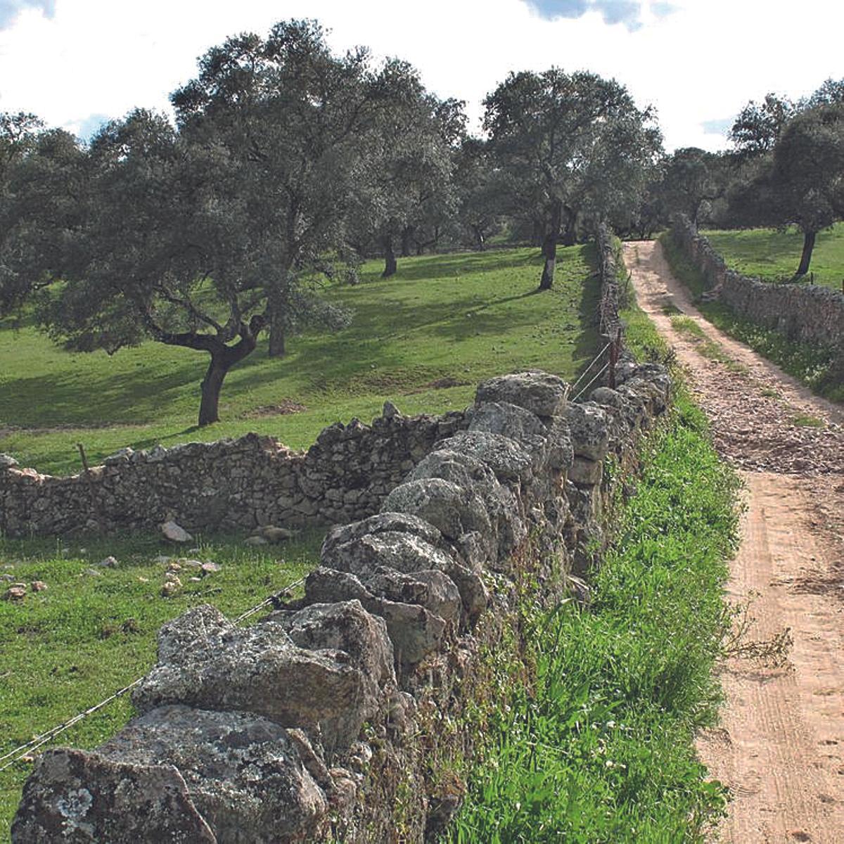 Proyectos como 'El Dehesafío' realizan una apuesta clave por la reforestación en Los Pedroches.