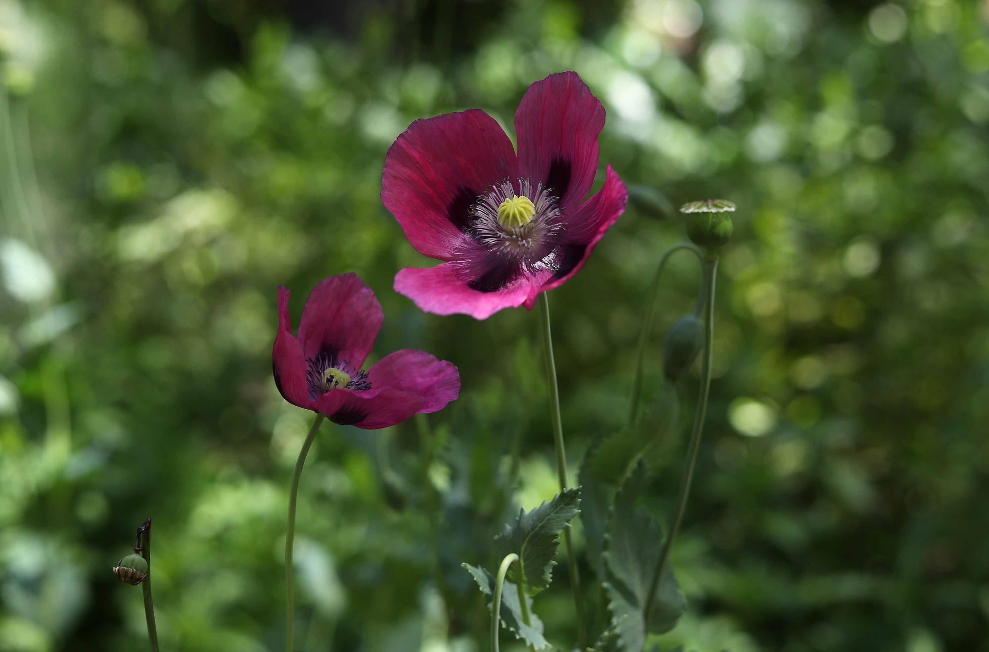 Las flores del Jardín Botánico en primavera