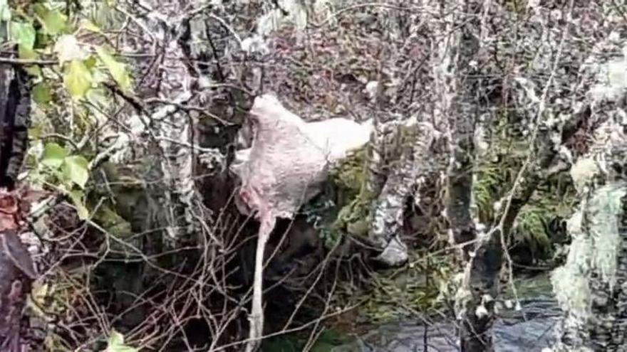 Aparece una vaca muerta en la orilla del río en Lubián