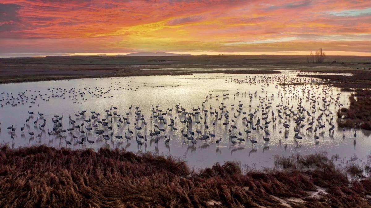 Colonias de aves en la abulense Laguna de El Oso
