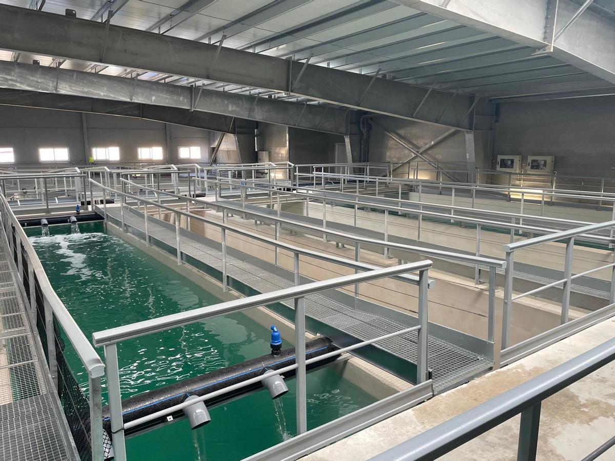 Piscifactoría para multiengorde de pez limón en Alicante