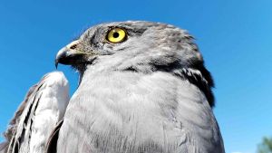 Aguilucho cenizo.