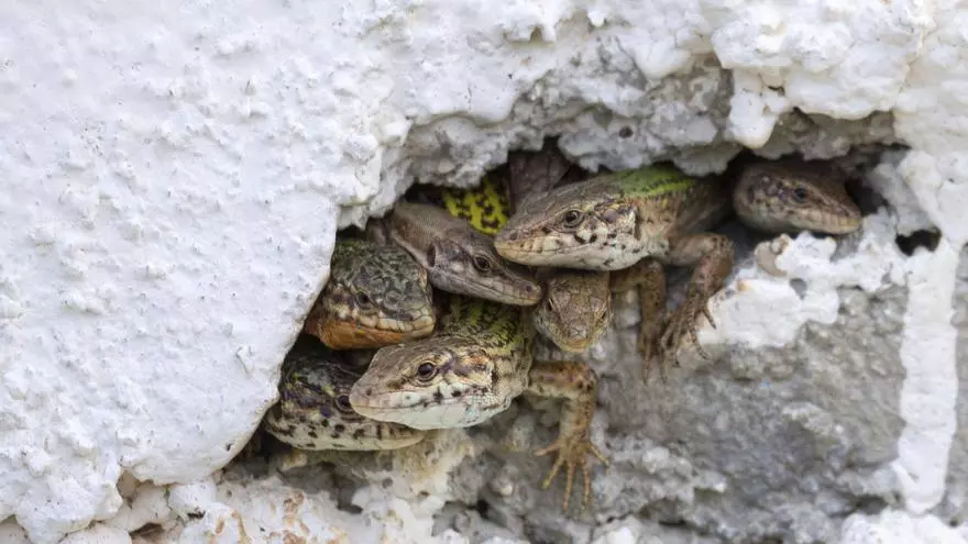 Antonia M. Cirer, Biologist: &Quot;The Disappearance Of Lizards Will Trigger A 'Cascade Effect' That Will Seriously Affect All Species&Quot;