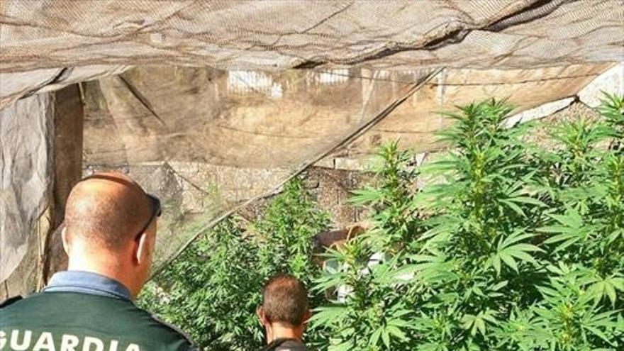 Desmantelan en una casa una plantación de marihuana que era visible desde fuera