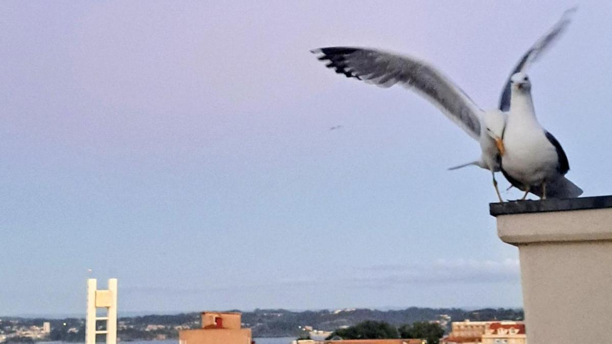 Gaviotas en la ciudad.