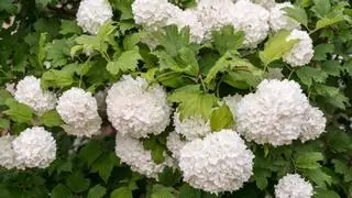 Parece una hortensia, pero es un arbusto mucho más fácil de cuidar: sus flores blancas llenan de vida cualquier jardín