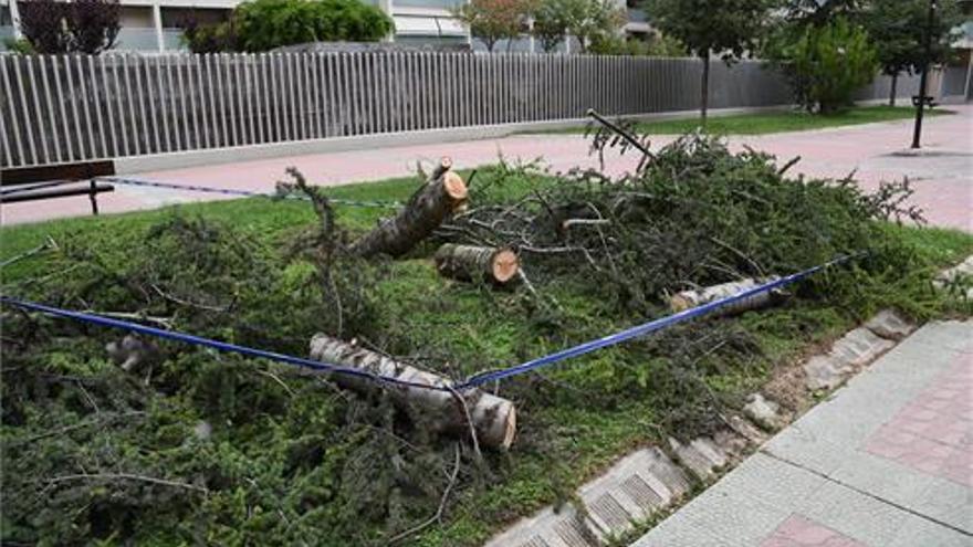 Cae un árbol y los bomberos cortan otro por precaución en el Actur