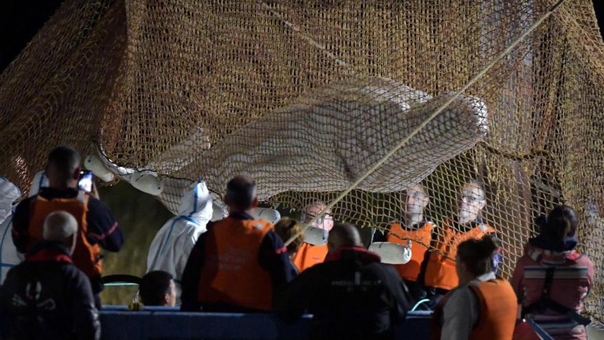 Mor la beluga que havien rescatat al riu Sena