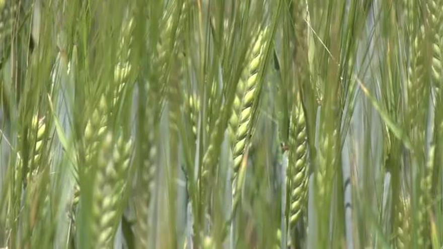 Girona es salva de la caiguda general de la collita de cereal