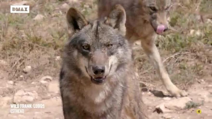 Frank Cuesta descubre al lobo ibérico