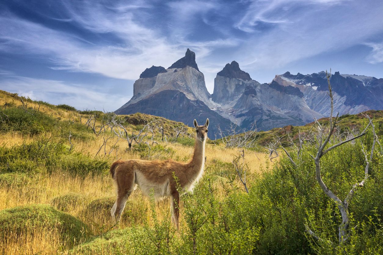 Guanaco en Torres del Paine.