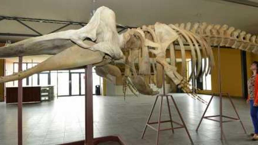 El esqueleto de la ballena que acogerá el el Museo del Mar pertenece al Centro de Interpretación As Telleiras, ubicado en Vilalonga (Sanxenxo).  // G. Santos