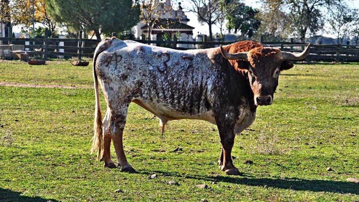 Ejemplar de Miura que la Vilavella exhibirá en sus fiestas de Sant Sebastià.