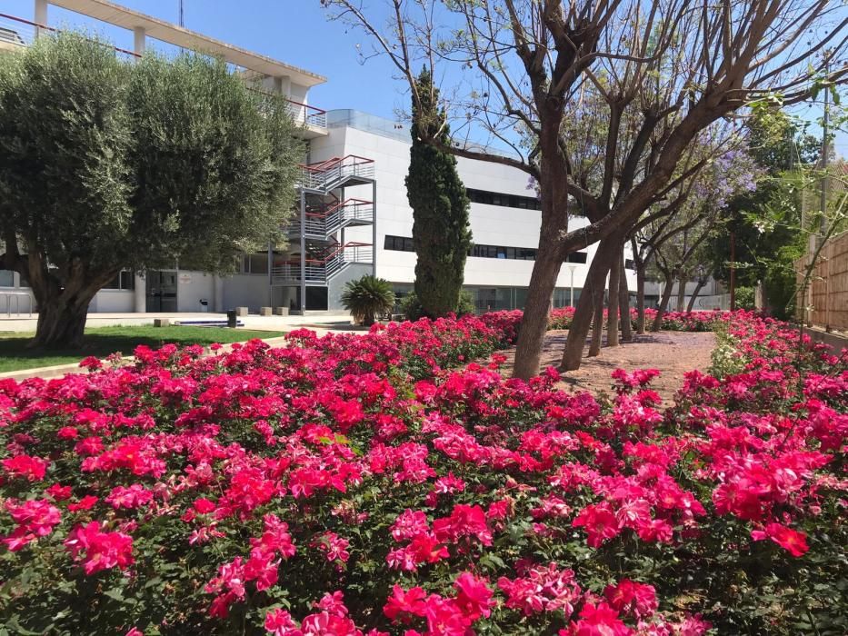 Rosaleda de Alaquàs, frente al Centre l'Olivar, con la variedad "Castell d'Alaquàs".