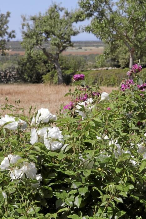 Gartenarchitektin Andi Lechte zeigt einer Reisegruppe ein Anwesen bei Santanyí. Der Entwurf stammt aus ihrer Feder.