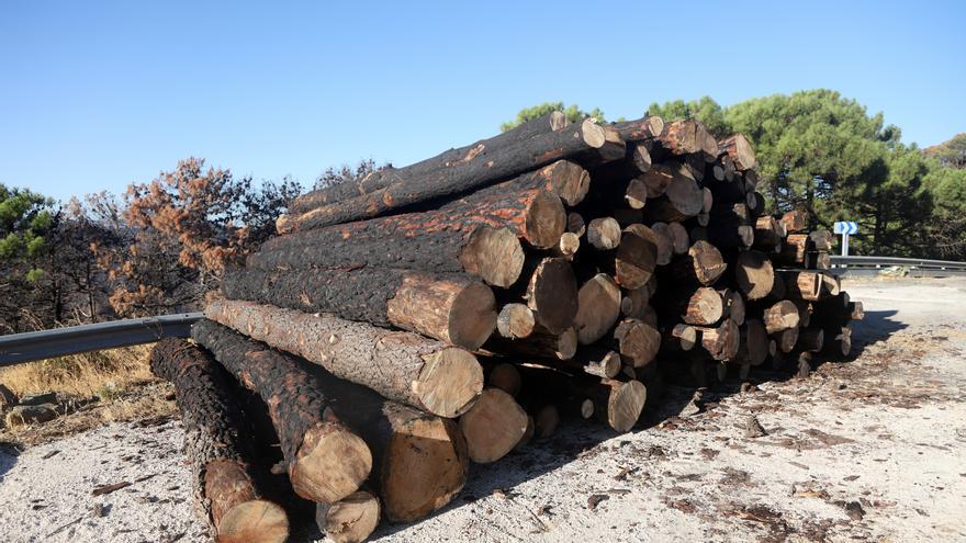 La Junta subasta el pino quemado en el incendio de Sierra Bermeja