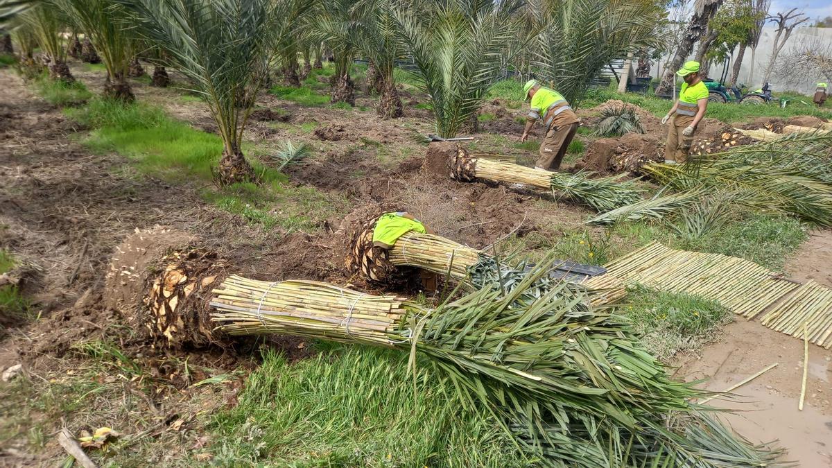 Operarios plantando palmeras en Tabarca