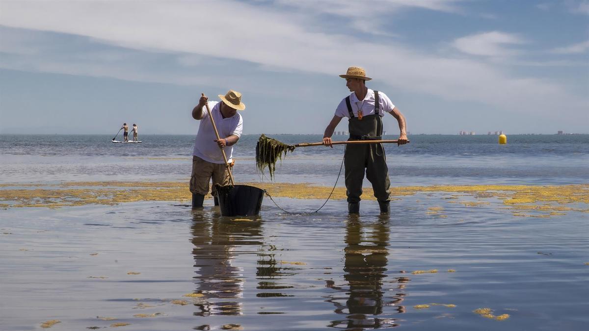 Dos trabajadores de la Consejería de Medio Ambiente murciana retiran algas de una playa de Los Urrutias, en el Mar Menor.