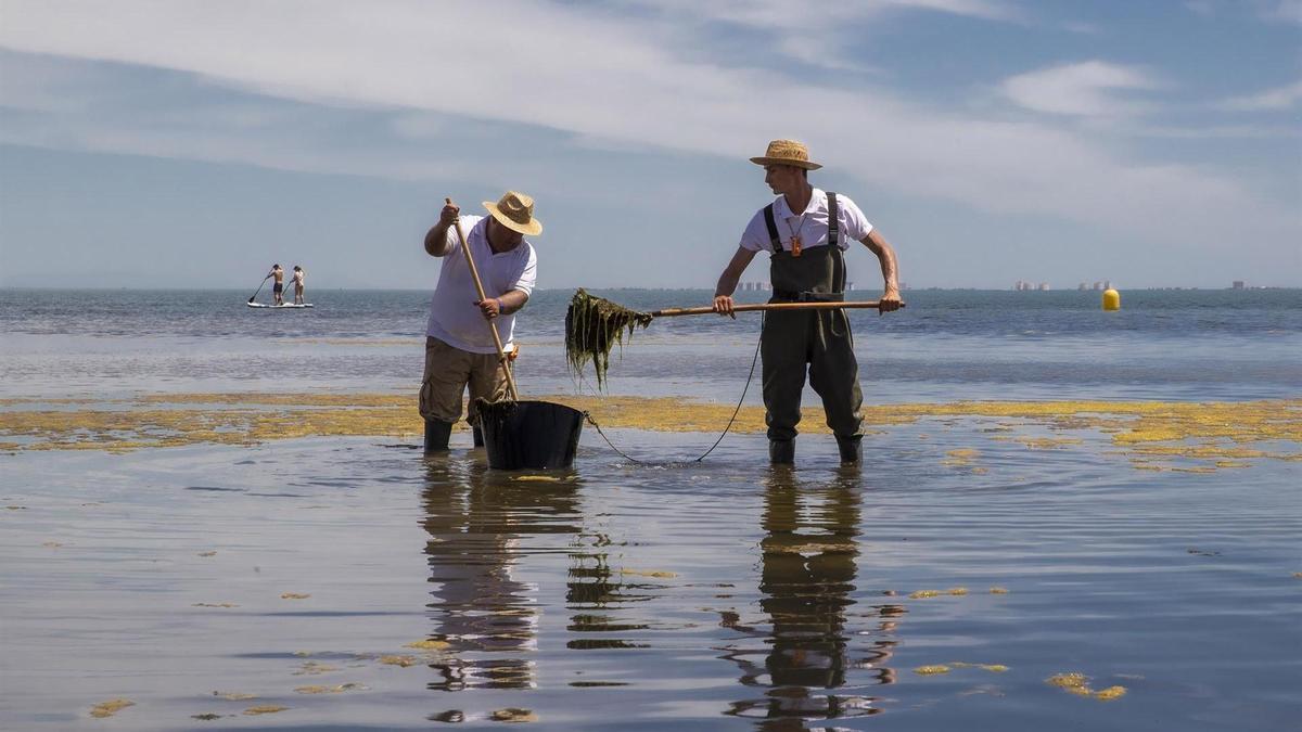 Dos trabajadores de la Consejería de Medio Ambiente retiran algas de una playa de Los Urrutias en el Mar Menor.