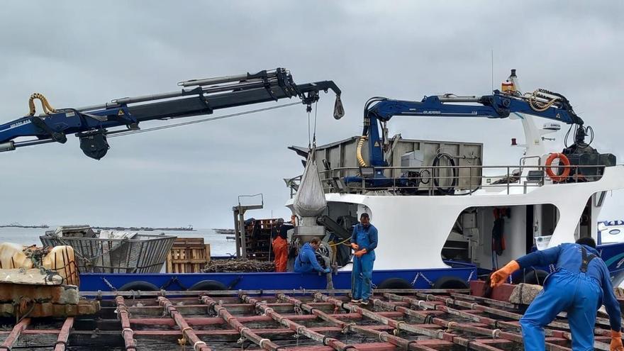Los cierres por toxinas restaron 20.000 toneladas de mejillón gallego en la recta final de 2025 y llevaron la producción anual del sector a mínimos