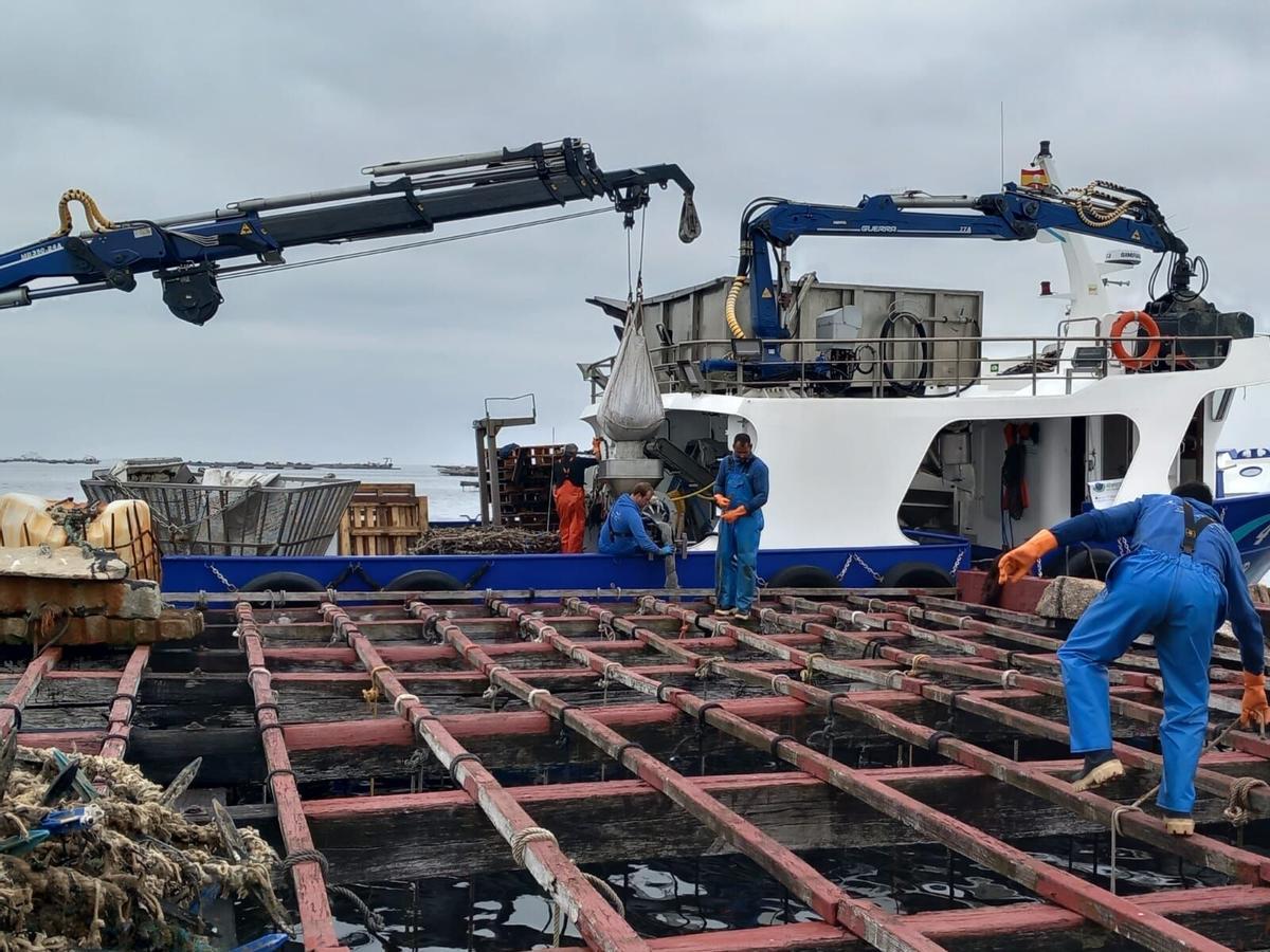 Trabajos de miticultura en una batea de la ría de Arousa.