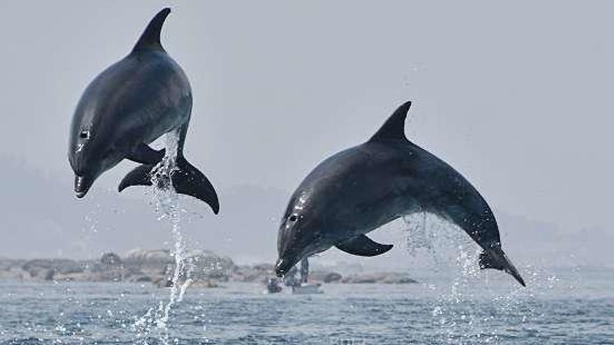 Dos de los delfines identificados en Arousa. // BDRI