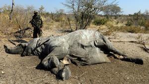 zentauroepp54057005 botswana200710154508