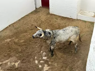 Galería | Desembarcados los toros de Murteira Grave